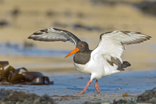 Oyster Catcher (Tom McDonnell)